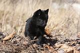 SCHIPPERKE 801